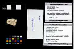 Foto (Objekt + Etikett) von Goniodromites indet.  (NHMW-GEO-1990-0041-2666)